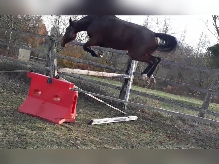 Selle Français Mare 7 years 15,2 hh Brown in LE FOUSSERET