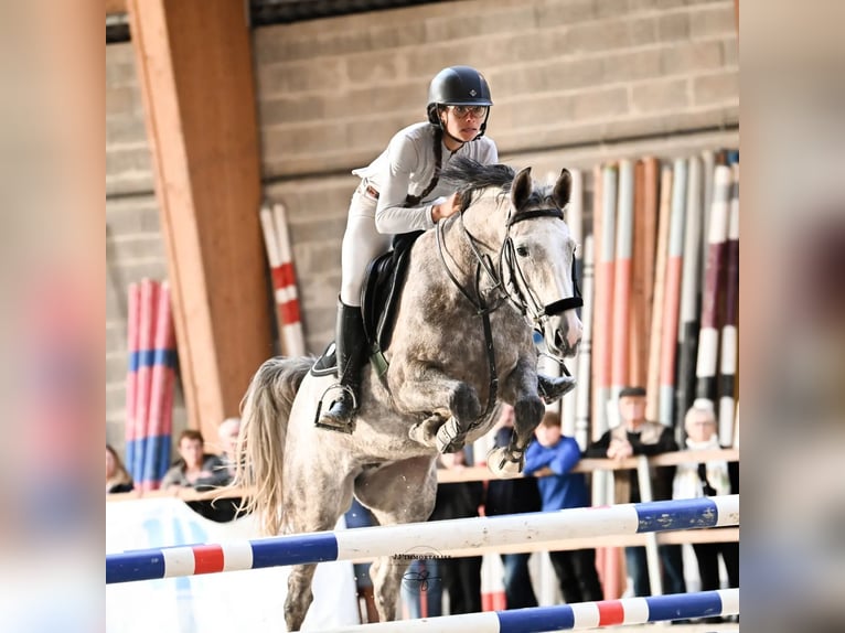 Selle Français Mare 7 years 15,2 hh Gray-Fleabitten in Languidic