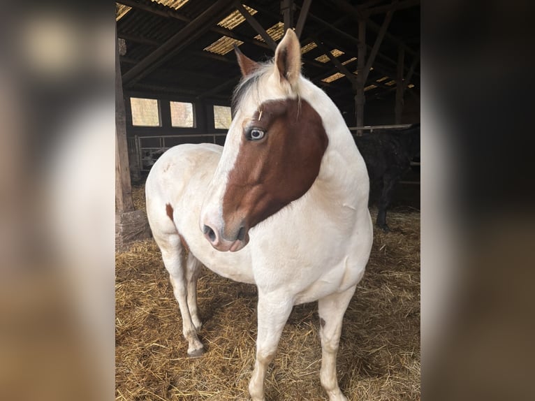 Selle Français Mix Mare 7 years 15.2 hh White in Dettwiller