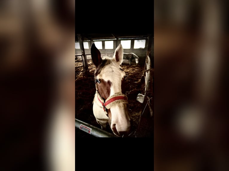 Selle Français Mix Mare 7 years 15.2 hh White in Dettwiller