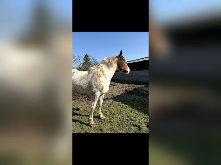 Selle Français Mix Mare 7 years 15.2 hh White in Dettwiller