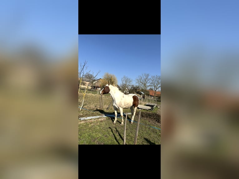 Selle Français Mix Mare 7 years 15.2 hh White in Dettwiller