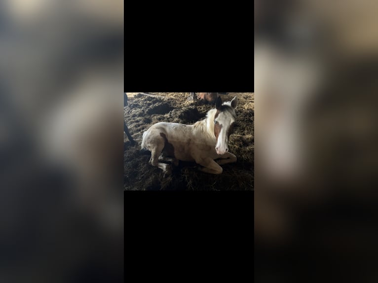 Selle Français Mix Mare 7 years 15.2 hh White in Dettwiller