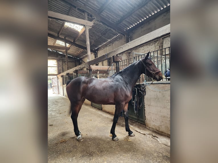 Selle Français Mare 7 years 15,2 hh Bay in L'Isle-Adam