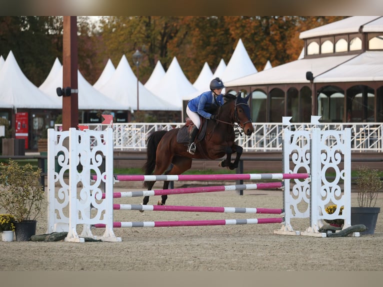 Selle Français Mare 7 years 15,2 hh Bay in L'Isle-Adam