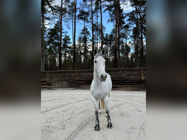 Selle Français Mare 7 years 15,2 hh Gray in Nouan-le-Fuzelier