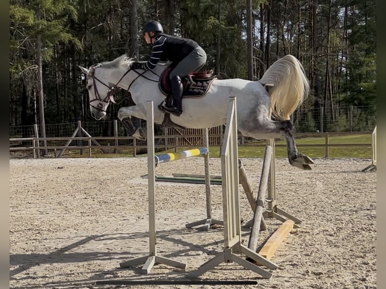 Selle Français Mare 7 years 15,2 hh Gray in Nouan-le-Fuzelier