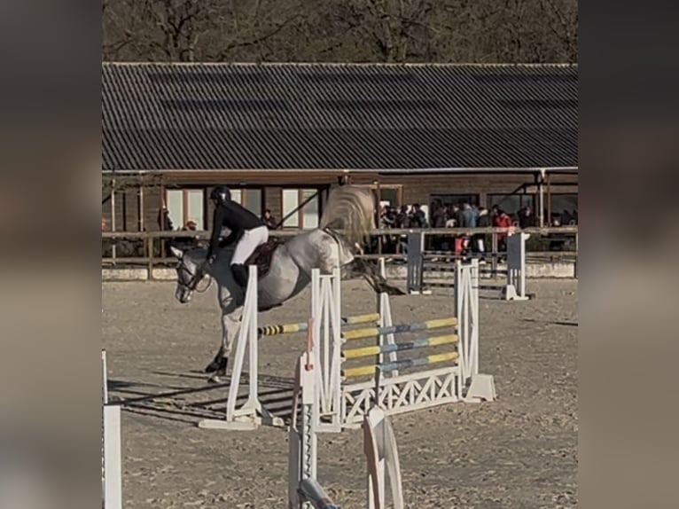 Selle Français Mare 7 years 15,2 hh Gray in Nouan-le-Fuzelier