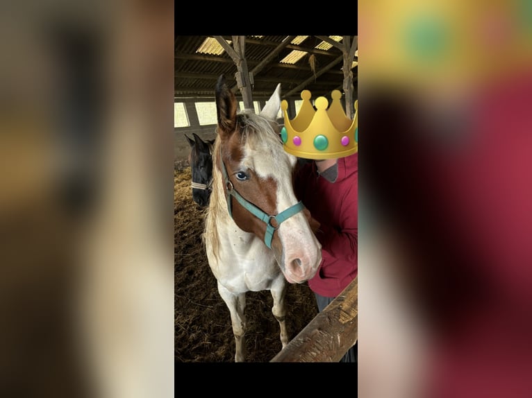 Selle Français Mix Mare 7 years 15,2 hh White in Dettwiller