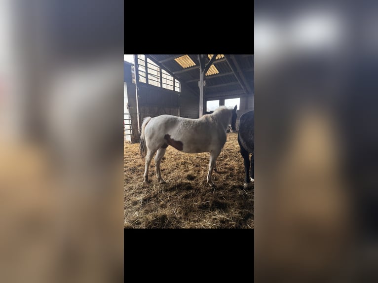 Selle Français Mix Mare 7 years 15,2 hh White in Dettwiller