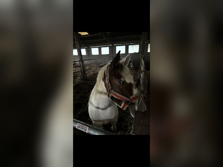 Selle Français Mix Mare 7 years 15,2 hh White in Dettwiller