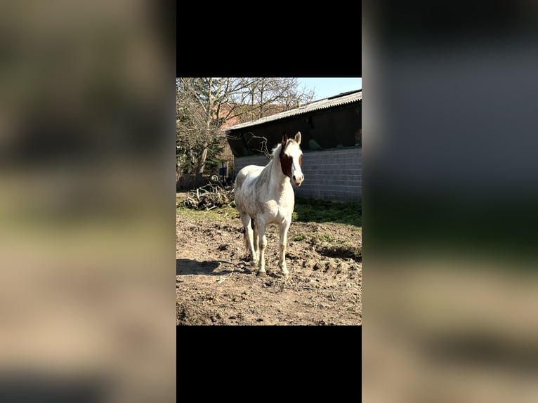 Selle Français Mix Mare 7 years 15,2 hh White in Dettwiller