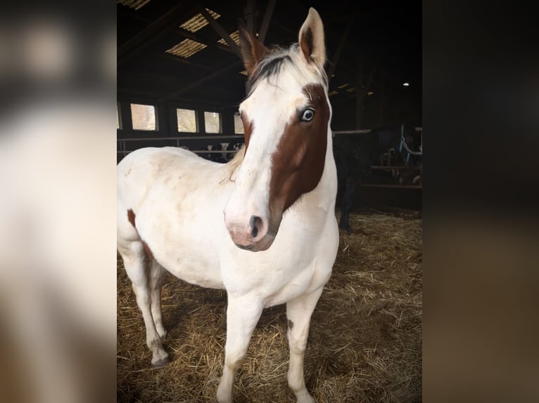 Selle Français Mix Mare 7 years 15,2 hh White in Dettwiller