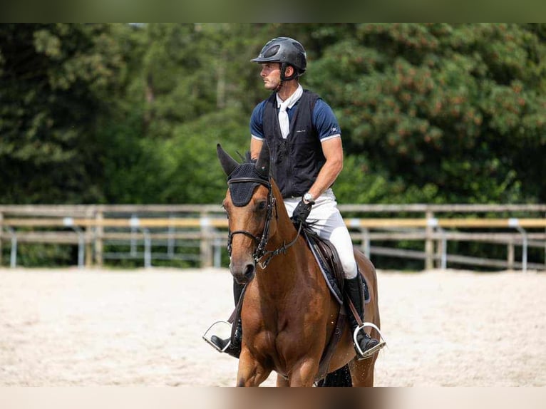 Selle Français Mare 7 years 16,1 hh Bay in saint lo