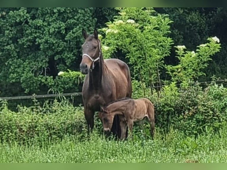 Selle Français Mare 7 years 16,1 hh Brown in Guiche