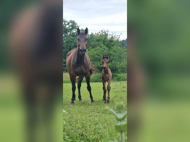 Selle Français Mare 7 years 16,1 hh Brown in Guiche