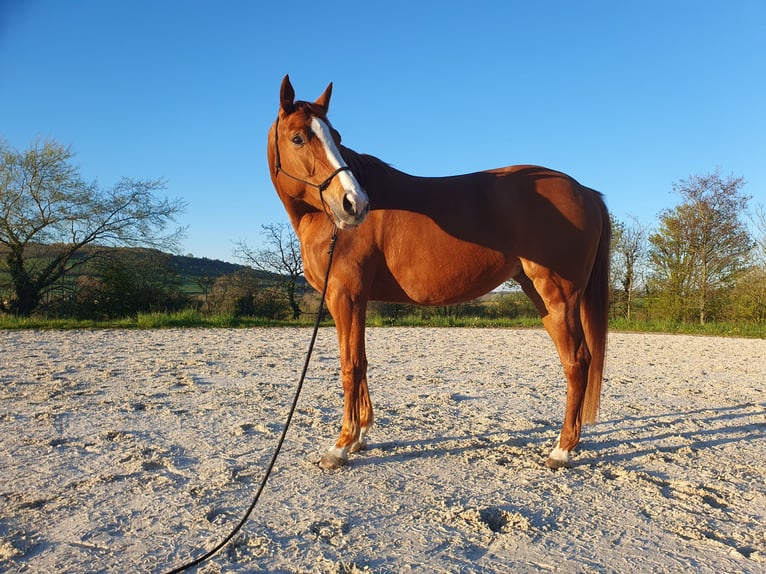 Selle Français Mare 7 years 16.1 hh Chestnut-Red in ECHINGHEN