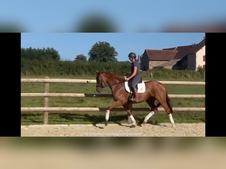 Selle Français Mare 7 years 16,1 hh Chestnut-Red in MORNAY