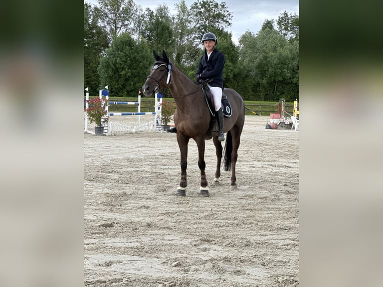 Selle Français Mare 7 years 16,1 hh Chestnut in Hettange-Grande