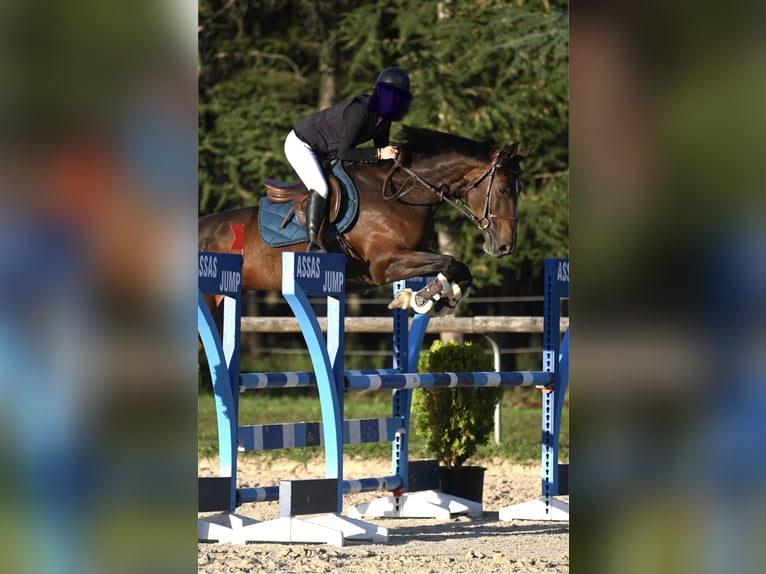 Selle Français Mare 7 years 16,2 hh Brown in Montpellier