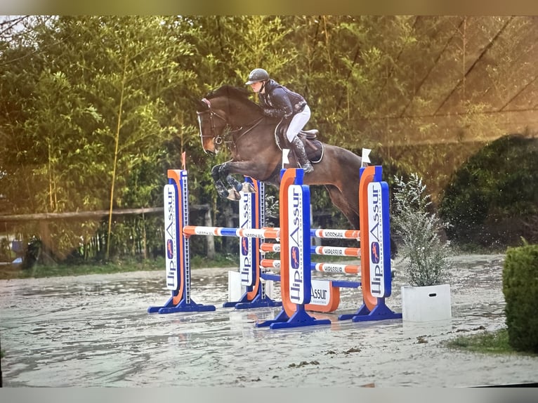 Selle Français Mare 7 years 16,2 hh Brown in Montpellier