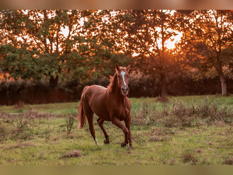 Selle Français Mare 7 years 16,3 hh Chestnut-Red in March