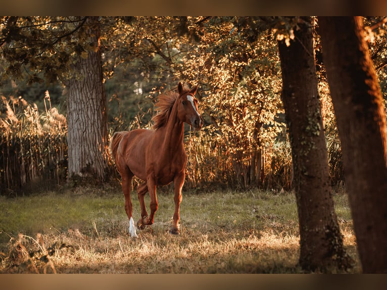 Selle Français Mare 7 years 16,3 hh Chestnut-Red in March