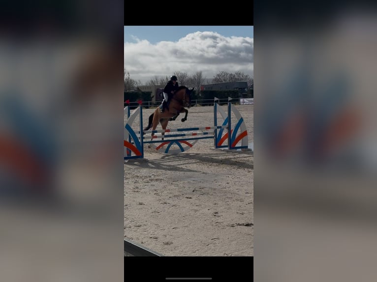 Selle Français Mare 7 years 16 hh Buckskin in Brunete