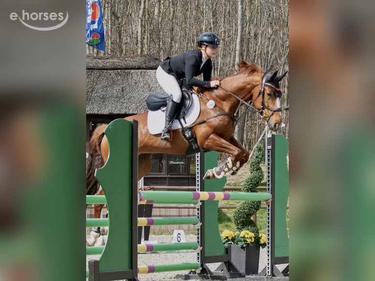 Selle Français Mare 7 years 16 hh Chestnut-Red in Oststeinbek