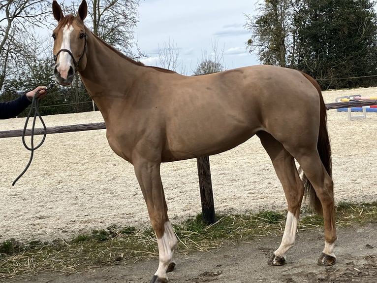 Selle Français Mare 7 years 16 hh Chestnut in Notre dame d estrees
