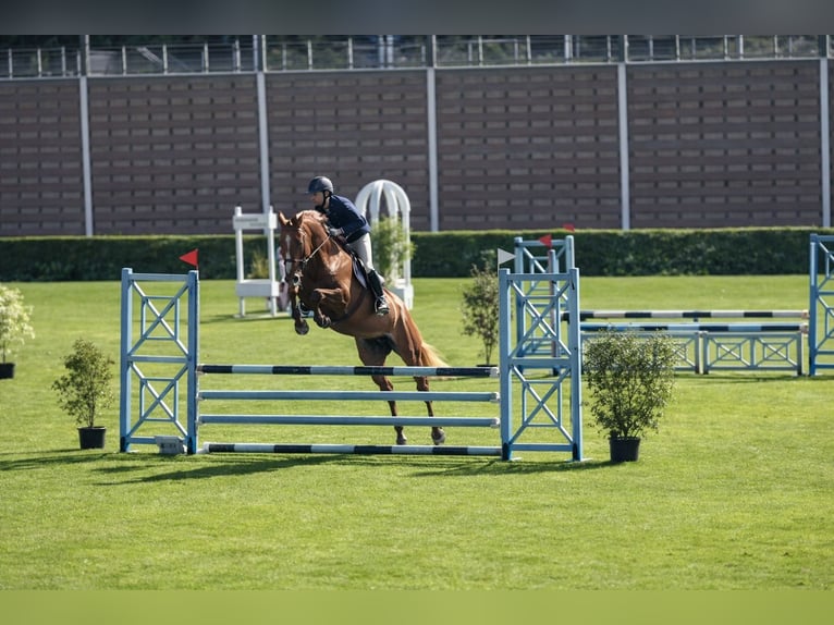 Selle Français Mare 7 years 16 hh Chestnut in La Baule-Escoublac
