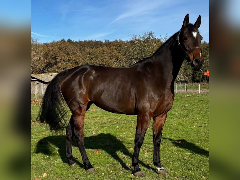 Selle Français Mare 7 years 16,1 hh Bay-Dark in Préchac