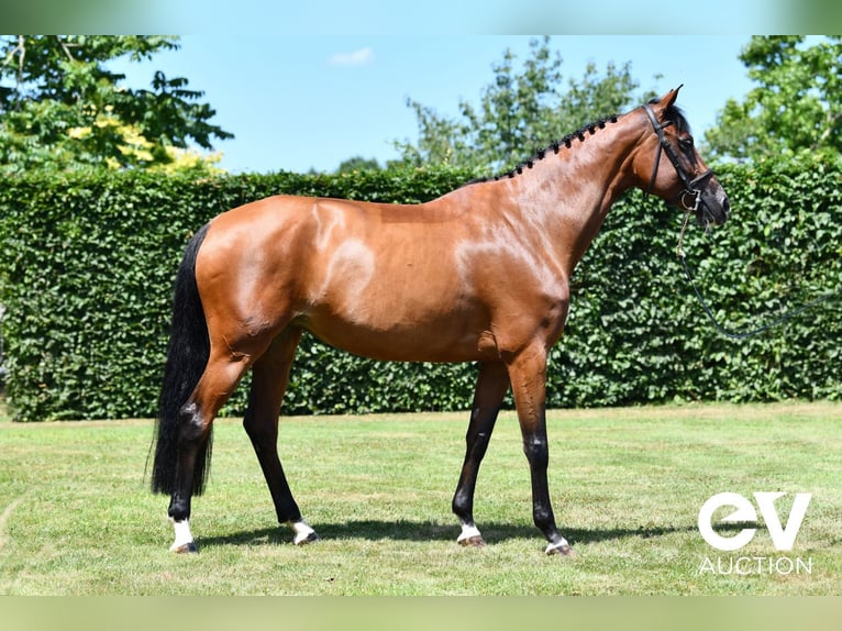 Selle Français Mare 7 years 16,1 hh Brown in Saint-Pierre-de-Coutances
