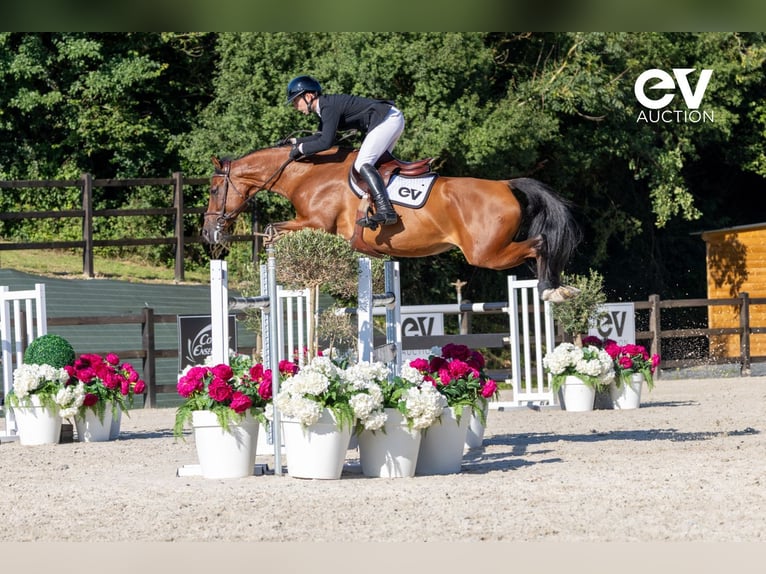 Selle Français Mare 7 years 16,1 hh Brown in Saint-Pierre-de-Coutances
