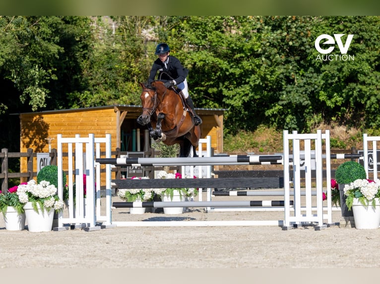Selle Français Mare 7 years 16,1 hh Brown in Saint-Pierre-de-Coutances
