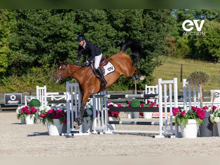Selle Français Mare 7 years 16,1 hh Brown in Saint-Pierre-de-Coutances