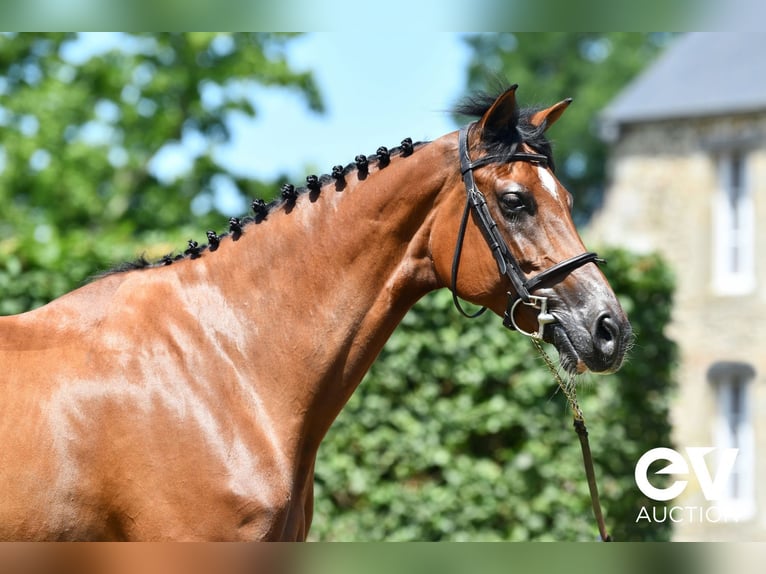 Selle Français Mare 7 years 16,1 hh Brown in Saint-Pierre-de-Coutances