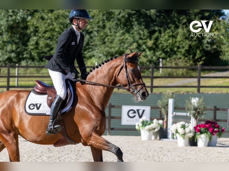 Selle Français Mare 7 years 16,1 hh Brown in Saint-Pierre-de-Coutances
