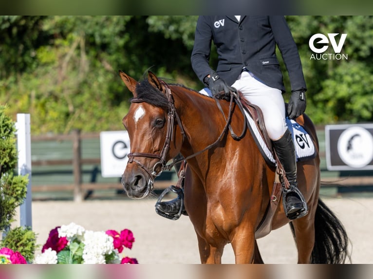Selle Français Mare 7 years 16,1 hh Brown in Saint-Pierre-de-Coutances