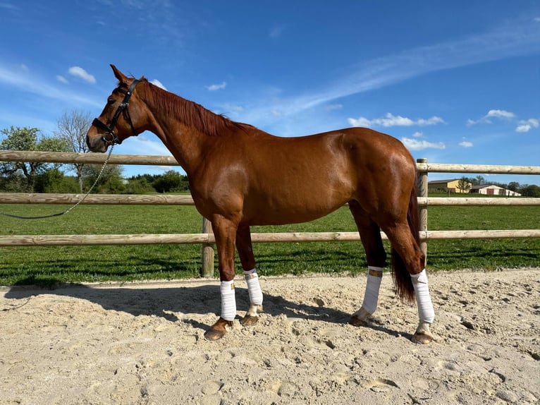 Selle Français Mare 7 years 16,1 hh Chestnut-Red in Cluny