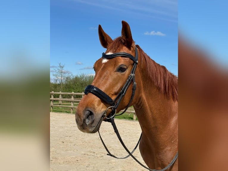 Selle Français Mare 7 years 16,1 hh Chestnut-Red in Cluny