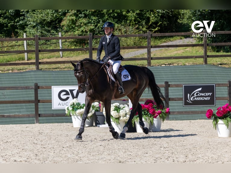 Selle Français Mare 7 years 16,3 hh Smoky-Black in Saint-Pierre-de-Coutances