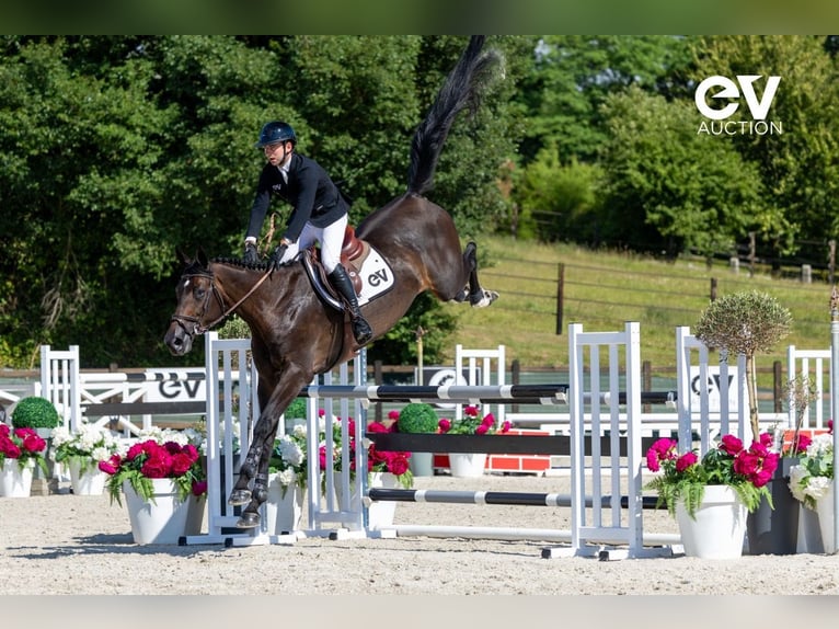 Selle Français Mare 7 years 16,3 hh Smoky-Black in Saint-Pierre-de-Coutances