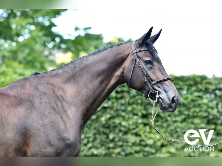 Selle Français Mare 7 years 16,3 hh Smoky-Black in Saint-Pierre-de-Coutances