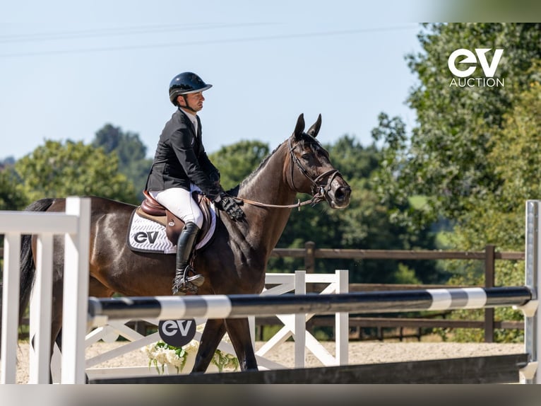Selle Français Mare 7 years 16,3 hh Smoky-Black in Saint-Pierre-de-Coutances
