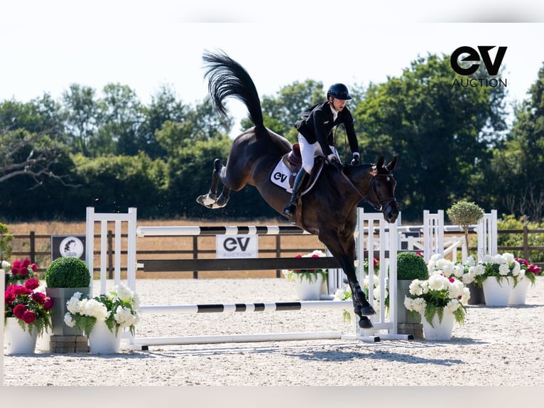 Selle Français Mare 7 years 16,3 hh Smoky-Black in Saint-Pierre-de-Coutances