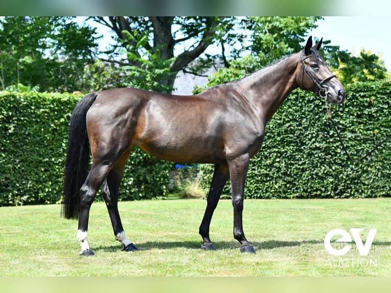 Selle Français Mare 7 years 16,3 hh Smoky-Black in Saint-Pierre-de-Coutances
