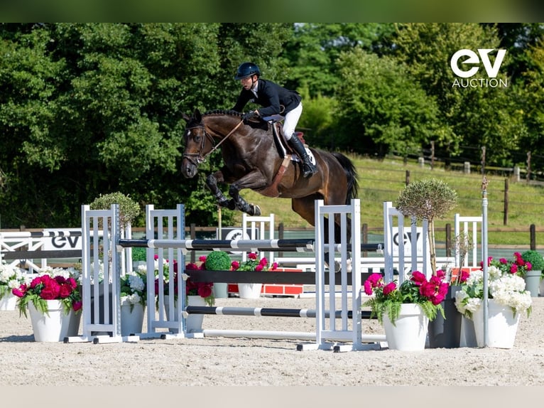 Selle Français Mare 7 years 16,3 hh Smoky-Black in Saint-Pierre-de-Coutances