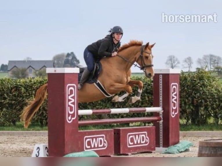 Selle Français Mix Mare 7 years Chestnut in Cork