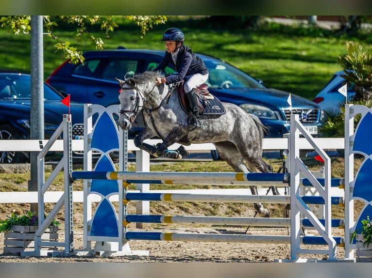 Selle Français Mare 8 years 13,2 hh Grey in Madrid